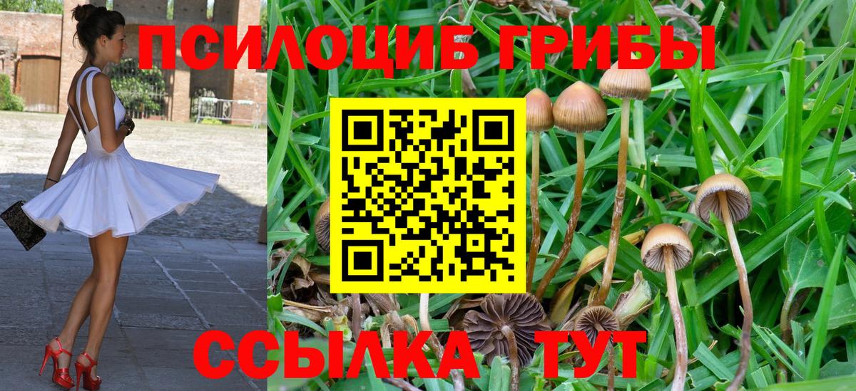 Псилоцибиновые грибы Cubensis  Вход с VPN  Курганинск 